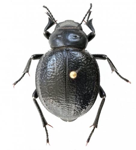 Pimelia payraudi